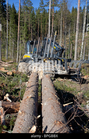 Finnische Ponsse Büffelförderer Forstfahrzeug am Kahlschnitt und fällte Fichtenstämme ( picea abies , Tanne ) im Taiga Forest in Finnland Stockfoto