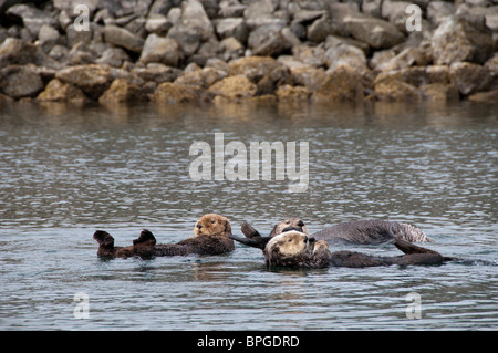 Sea Otter im Hafen, Prinz-William-Sund, Cordova, Alaska. Stockfoto