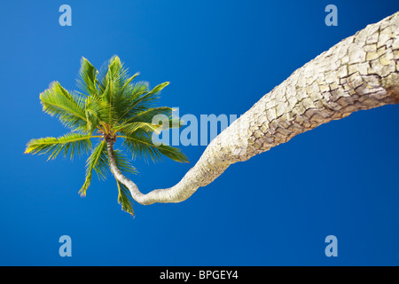 Einzelne Kokospalme gegen blauen Himmel mit Exemplar Stockfoto
