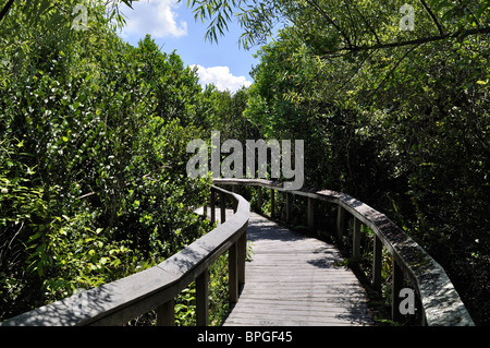 Boardwalk durch Shark Talstrecke des Everglades National Park, Florida. Stockfoto