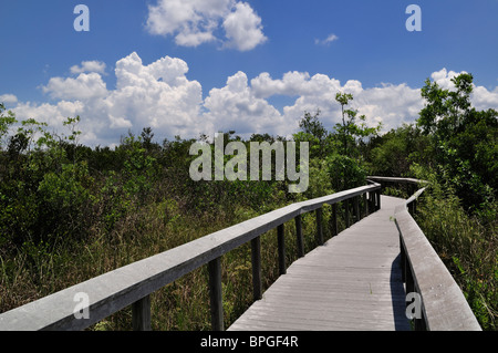 Boardwalk durch Shark Talstrecke des Everglades National Park, Florida. Stockfoto