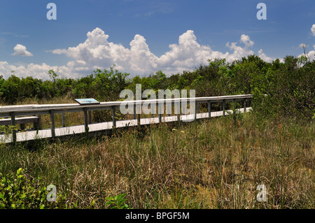 Interpretierende Promenade durch Shark Talstrecke des Everglades National Park, Florida. Stockfoto