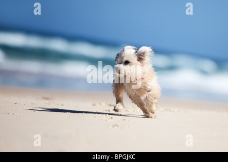 Kleine süße Hund läuft an einem weißen Sandstrand Stockfoto