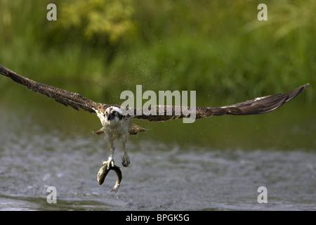 Fischadler im Flug mit Fisch in Krallen Stockfoto