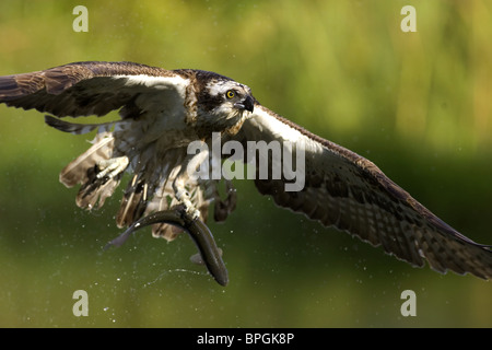 Fischadler im Flug mit Fisch in Krallen Stockfoto