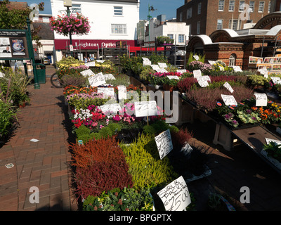 Surrey England Epsom Blume Marktstand Stockfoto