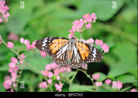 Schwarz geädert Tiger Schmetterling Fütterung auf eine rosa Blume Bougainvillea - Danaus Melanippus Hegesippus Stockfoto