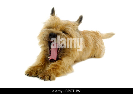 Süßer Welpe Hund ruht auf einem weißen Hintergrund. Die Rasse des Hundes ist ein Cairn-Terrier. Stockfoto