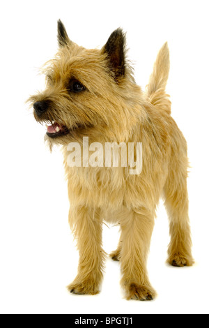 Glücklicher Hund steht auf einem weißen Hintergrund. Die Rasse des Hundes ist ein Cairn-Terrier. Stockfoto