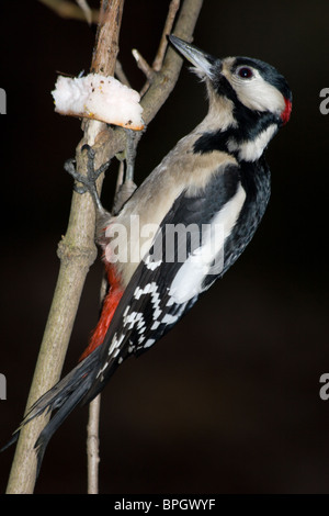 Buntspecht (Dendrocopos großen) im Park. Männlichen Erwachsenen Stockfoto