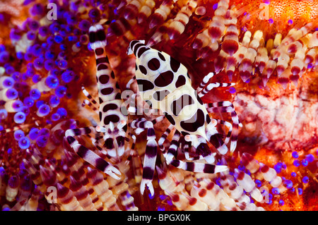 Ein paar von Coleman Garnelen auf einem Feuer Urchin, Seraya, Bali, Indonesien. Stockfoto