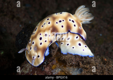 Risbecia Nacktschnecken, Seraya, Bali, Indonesien. Stockfoto