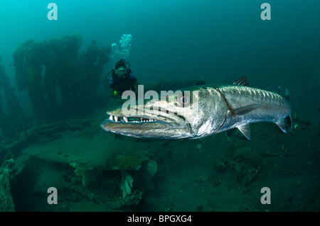 Großer Barracuda mit einem Taucher am Wrack Liberty in Tulamben, Bali, Indonesien. Stockfoto