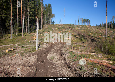 Walderntewege, die zu einer klaren Schnittfläche in den Fichten führten, dominierten den Taiga-Wald in Finnland Stockfoto