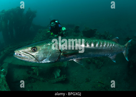 Großer Barracuda mit einem Taucher am Wrack Liberty in Tulamben, Bali, Indonesien. Stockfoto