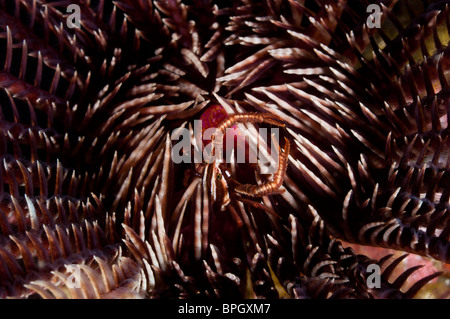 Elegante hocken Hummer oder Peitschenkorallen Krabbe in einem Crinoid, Tulamben, Bali, Indonesien. Stockfoto