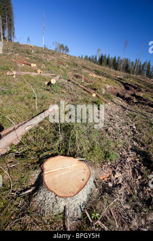 Fichte (picea abies) Baumstämme und Baumstumpf in finnischem klarem Schnittgebiet im Taiga-Wald, Finnland Stockfoto