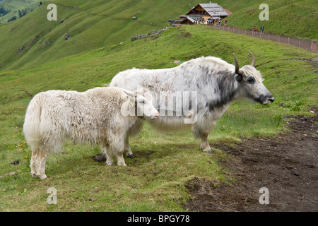 zwei weiße Yaks auf einer Weide in italienischen Alpen Stockfoto