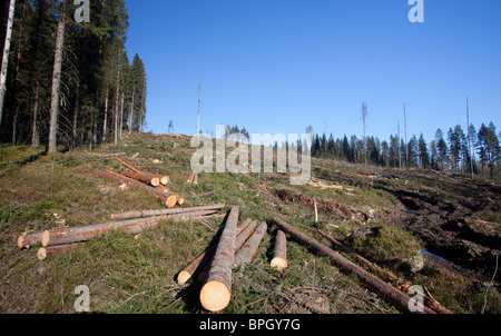 Fichtenstämme auf finnischem klarem Schnittgebiet im Taiga-Wald, Finnland Stockfoto