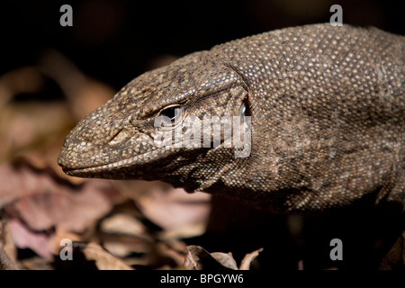 Land-monitor, Varanus Bengalensis, Bengal Monitor Sri Lanka Yala National Park wild Stockfoto