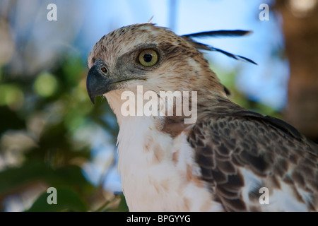 Veränderbare Hawk Eagle, Crested Hawk Eagle, Spizaetus Cirrhatus, Einfarb-Haubenadler wild Stockfoto