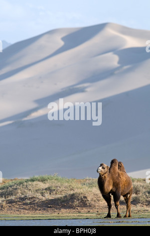 Domestiziert baktrischen Kamel Camelus Batrianus am Fuße des Khongoryn Els Sanddünen im südlichen Mongolei Wüste Gobi winter Stockfoto