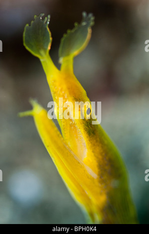 Gelbe Band Aal, Lembeh Straße, Sulawesi, Indonesien. Stockfoto