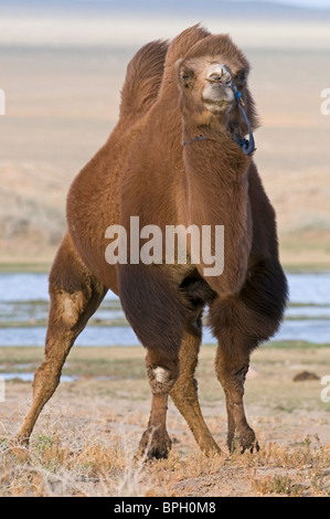 Domestiziert baktrischen Kamel Camelus Batrianus am Fuße des Khongoryn Els Sanddünen im südlichen Mongolei Wüste Gobi winter Stockfoto