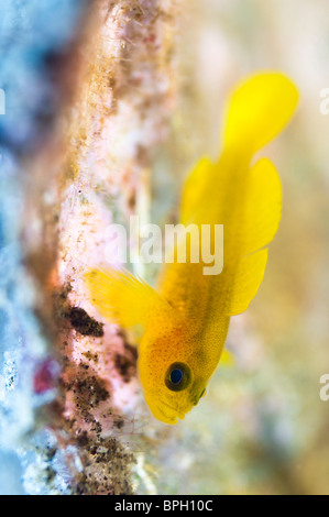 Gelbe Clown Grundel versteckt in einer ausrangierten Plastikflasche, Lembeh Strait, Sulawesi, Indonesien. Stockfoto
