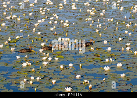 Stockente Brut schwimmen zwischen Seerosen auf einem South Uist man, Lochbisdale, Western Isles. Schottland. SCO 6504 Stockfoto