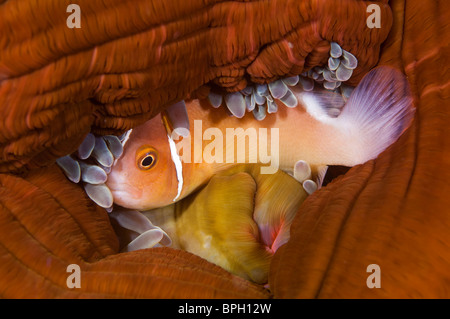 Rosa Anemonenfische versteckt in einer Anemone, Lembeh Strait, Sulawesi, Indonesien. Stockfoto