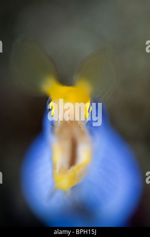 Blue Ribbon Aal, Lembeh Strait, Sulawesi, Indonesien. Stockfoto