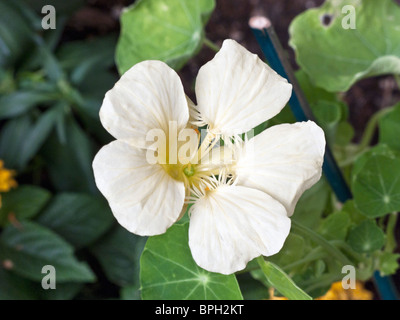 wachsende blass gelbe Kapuzinerkresse Blume mit Blätter in einem Garten Szene in Edmonds, Washington Stockfoto