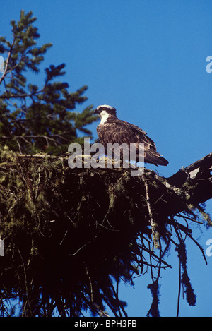 Osprey in Nest über das Russian River, Sonoma County, Kalifornien. Stockfoto
