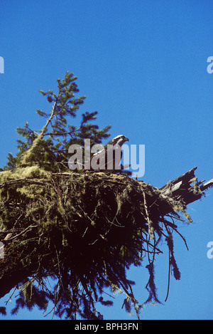 Osprey in Nest über das Russian River, Sonoma County, Kalifornien. Stockfoto