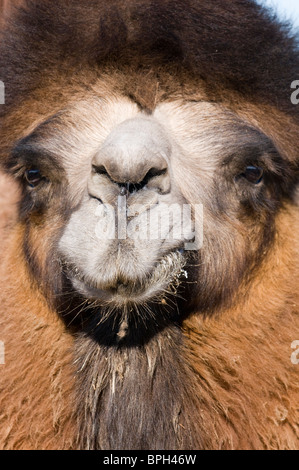 Domestiziert baktrischen Kamel Camelus Batrianus Khongoryn Els Sanddünen im südlichen Mongolei Wüste Gobi winter Stockfoto