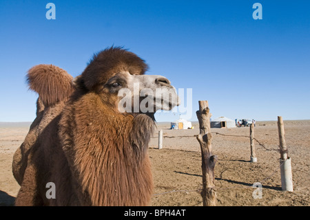 Domestizierte baktrischen Kamel Camelus Batrianus Zucht männlich Stockfoto