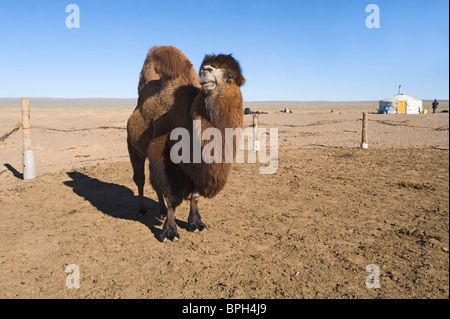 Domestizierte baktrischen Kamel Camelus Batrianus Wüste Gobi Mongolei winter Stockfoto