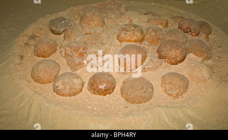 Versteinerten Dinosaurier nest mit Eiern, die 1994 bei Algui Ulan Tav in South Gobi Mongolei gefunden Stockfoto