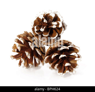 Tannenzapfen Stockfoto
