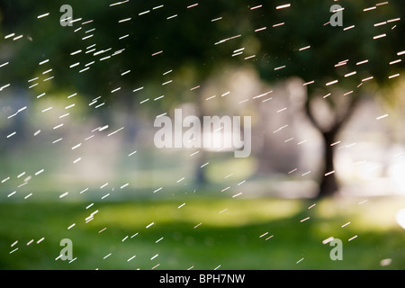 Sprinkler Wasser in einem Garten, Boston Public Garden, Boston, Suffolk County, Massachusetts, USA Stockfoto