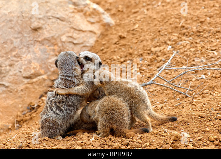 Ein Erdmännchen, auch bekannt als Suricate (Suricata Suricatta) spielt mit den Babys Stockfoto