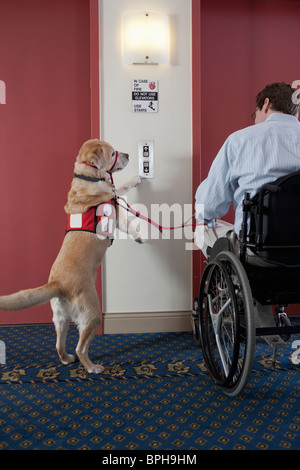 Service-Hund Knopf für Aufzug mit einem Mann im Rollstuhl Stockfoto