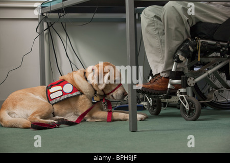Service-Hund ruht in der Nähe ein Mann im Rollstuhl Stockfoto