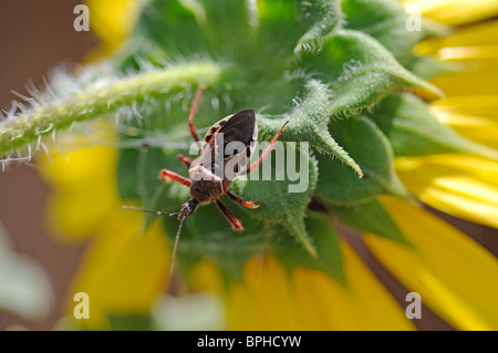 Gelbe bauchige Biene Assassin auf Sonnenblume - Apiomerus Flaviventris Stockfoto