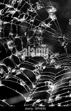 Spinnennetz in schwarz und weiß. Stockfoto