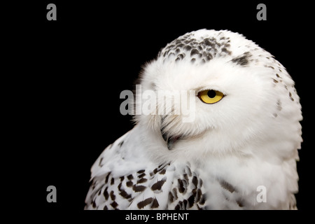 Schneeeule isoliert auf schwarz Stockfoto