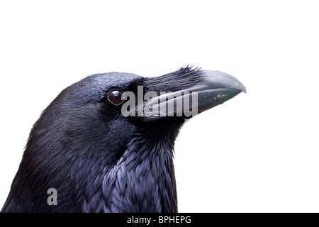 Gemeinsamen Raven Porträt isoliert auf weiss Stockfoto