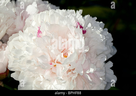 "Gemeinsame Festiva Maxima 'Garten Pfingstrose, Luktpion (Paeonia lactiflora) Stockfoto