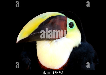 Porträt einer Swainson Toucan auf schwarzem Hintergrund isoliert Stockfoto